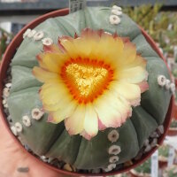 Astrophytum asterias cv. Goryo Kabuto Fukuryiu CITES, not...