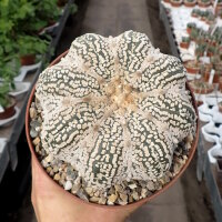 Astrophytum asterias cv. Super Kabuto White Star Type