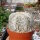 Astrophytum asterias cv. Super Kabuto White Star Type