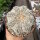 Astrophytum asterias cv. Super Kabuto White Star Type