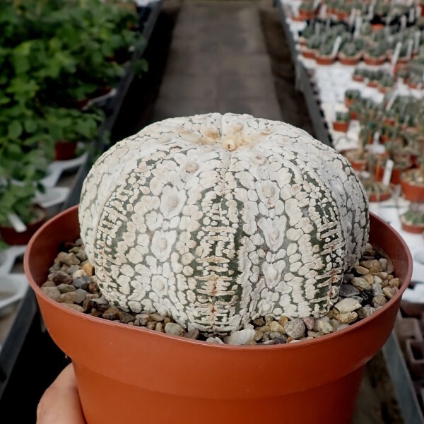 Astrophytum asterias cv. Super Kabuto Snow and Star Type