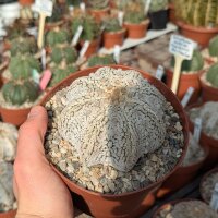 Astrophytum asterias cv. Super Kabuto Snow and Star Type