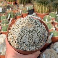 Astrophytum asterias cv. Super Kabuto Snow and Star Type