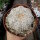 Astrophytum asterias cv. Super Kabuto Snow and Star Type