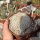 Astrophytum asterias cv. Super Kabuto Snow and Star Type