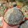 Astrophytum asterias cv. Super Kabuto Snow and Star Type