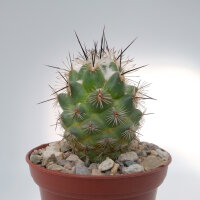 Neolloydia conoidea Bernal, Qro., Mex.