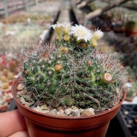 Mammillaria bocasana ssp. eschauzieri (Syn. hirsuta)