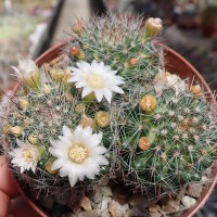 Mammillaria bocasana ssp. eschauzieri (Syn. hirsuta)