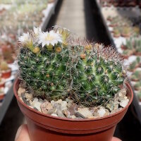 Mammillaria bocasana ssp. eschauzieri (Syn. hirsuta)