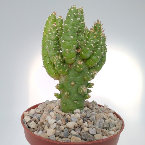 Austrocylindropuntia subulata f. minima
