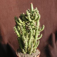 Austrocylindropuntia subulata f. minima