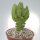 Austrocylindropuntia subulata f. minima