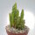 Austrocylindropuntia subulata f. minima