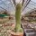 Notocactus leninghausii XL