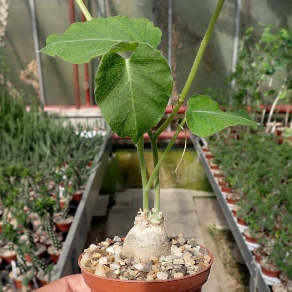 Ipomoea verbascoidea Windhook, Na