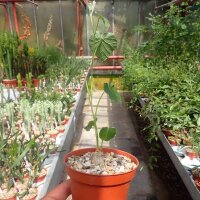 Ipomoea verbascoidea Windhook, Na