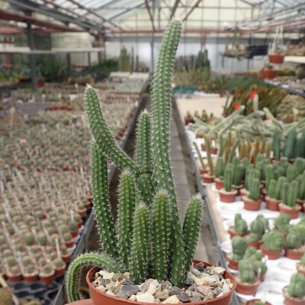 Corryocactus apiciflorus