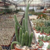 Corryocactus apiciflorus
