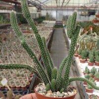 Corryocactus apiciflorus