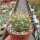 Acanthocalycium munitum WR 772