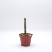 Euphorbia dasyacantha n.w.