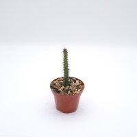 Euphorbia dasyacantha n.w.