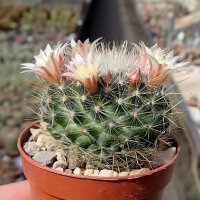 Mammillaria crinita ssp. leucantha