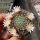 Mammillaria crinita ssp. leucantha