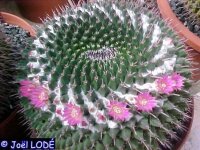 Mammillaria pseudocrucigera, Rog. 113b