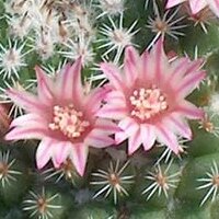 Mammillaria pseudocrucigera, Rog. 113b
