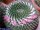 Mammillaria pseudocrucigera, Rog. 113b