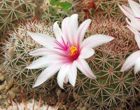 Mammillaria fraileana SB 1247