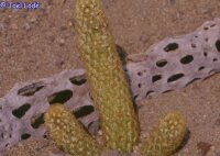 Mammillaria elongata v. viperina, Zimapan, Puebla, Mexiko
