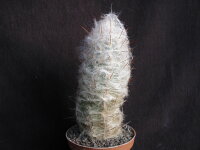 Oreocereus trollii RH 5430b