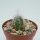 Oreocereus trollii RH 5430b
