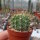 Acanthocalycium violaceum