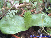Whiteheadia bifolia Gifberg