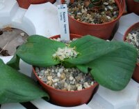 Massonia depressa Kamieskroon