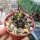 Copiapoa humilis ssp. australis PHA 2925