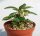 Dorstenia foetida cv. Super Clone