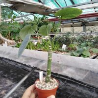 Adenia lapiazicola Falaise de lAnkarana