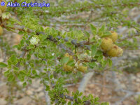 Croton socotranus