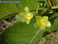 Jatropha unicostata