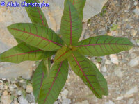 Jatropha unicostata