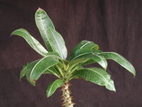 Pachypodium baronii Mandritsara CITES, not outside EU