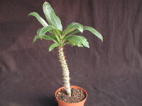 Pachypodium baronii Mandritsara CITES, not outside EU