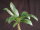 Pachypodium baronii Mandritsara CITES, not outside EU