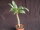 Pachypodium baronii Mandritsara CITES, not outside EU