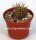 Weingartia pygmaea HTH 029